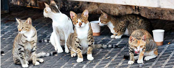 Colonia de gatos callejeros. Imagen de archivo.