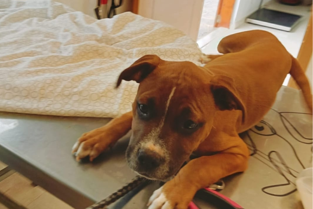 Cachorro abandonado en la zona de Jameos.