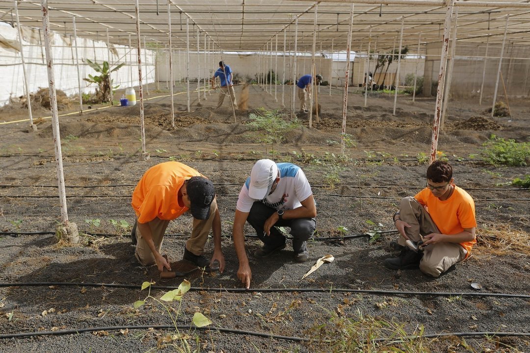 Alumnado de FP del IES Teguise se forman como agricultores en el Centro Agrotecnológico. Imagen de archivo.