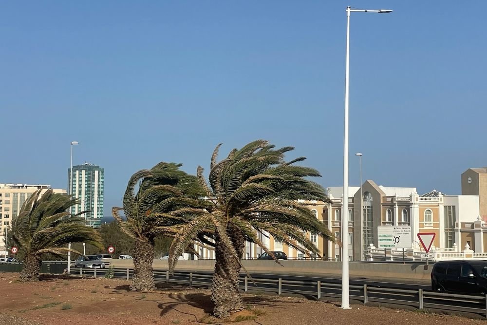 Palmeras moviéndose por el viento en Arrecife.