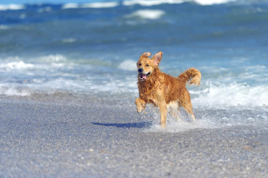 Perro en la playa.