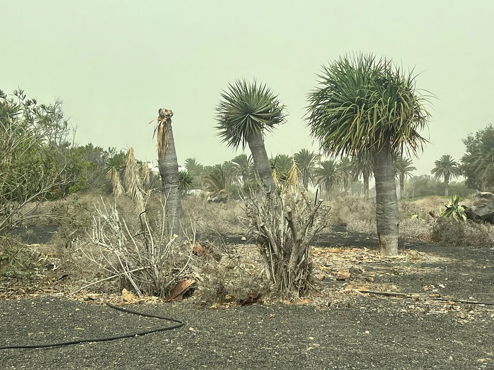 Estado de los Jardines Costa Teguise.