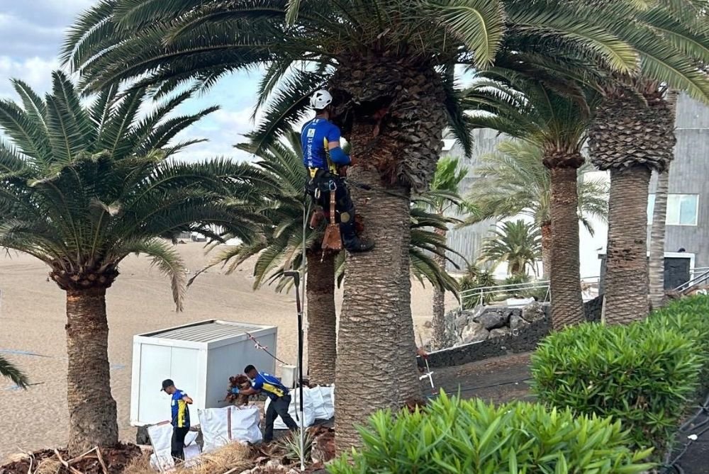 Cuidado de palmeras en Tías